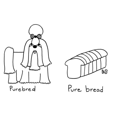 In this comparison cartoon, we see a pure bred shih tzu next to pure bread - a.k.a. a loaf of bread