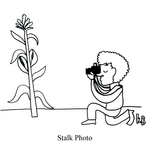In this pun on stock photo, we see a photographer taking a stalk photo - which is a photograph of a corn stalk. 